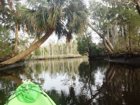 Waccasassa River paddlefloridanetimagesnorthflwaccasassa02JPG