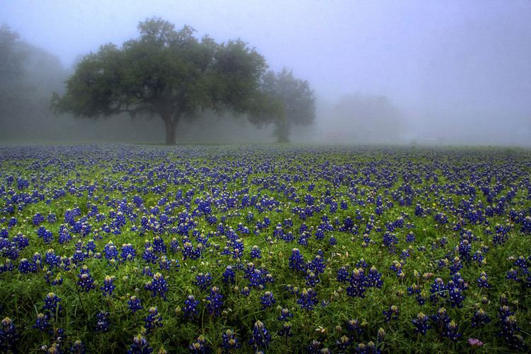 Waco, Texas Beautiful Landscapes of Waco, Texas