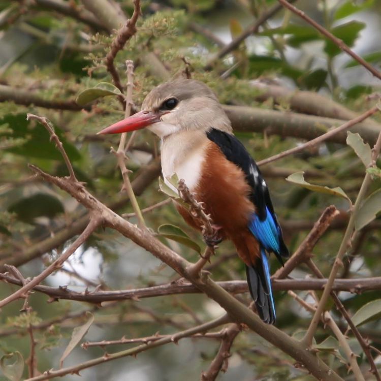 Wadi Turabah Nature Reserve