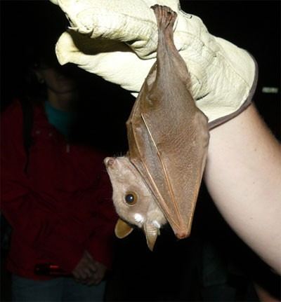 Wahlberg's epauletted fruit bat Wahlbergs epauletted fruit bat Epomophorus wahlbergi