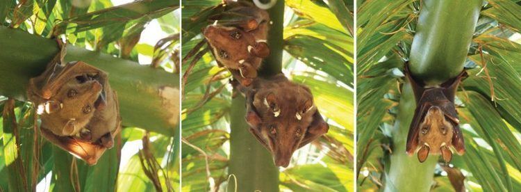 Wahlberg's epauletted fruit bat Megabats Wahlbergs Epauletted Fruit Bat Wildlife ACT