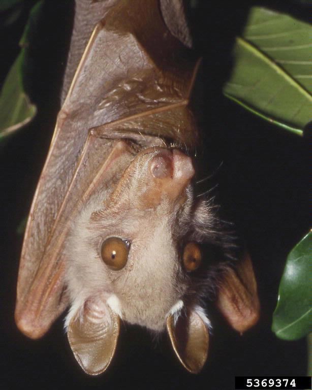 Wahlberg's epauletted fruit bat httpsbugwoodcloudorgimages768x5125369374jpg