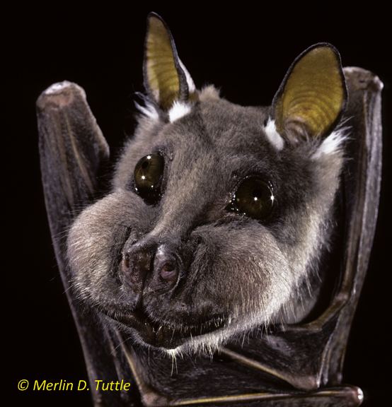 Wahlberg's epauletted fruit bat The Wahlbergs Epauletted Fruit Bat Epomophorus wahlbergi act as