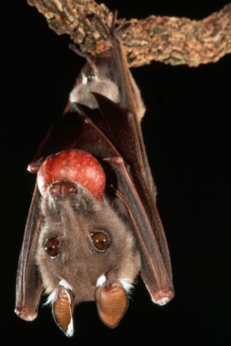 Wahlberg's epauletted fruit bat Wahlbergs Epauletted Fruit Bat Amazing creatures III BATS
