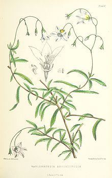 Wahlenbergia angustifolia httpsuploadwikimediaorgwikipediacommonsthu