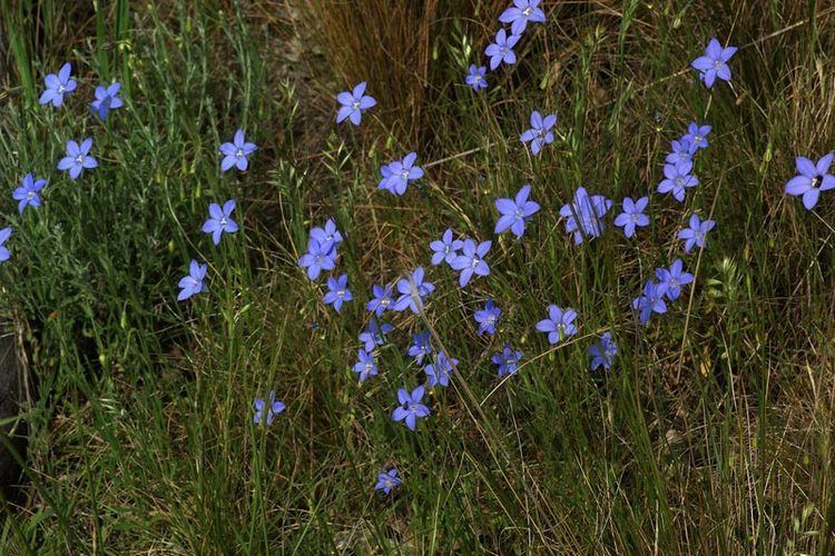 Wahlenbergia Wahlenbergia stricta Provincial Plants and Landscapes