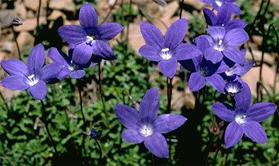 Wahlenbergia gloriosa ACT Floral Emblems Australian Plant Information