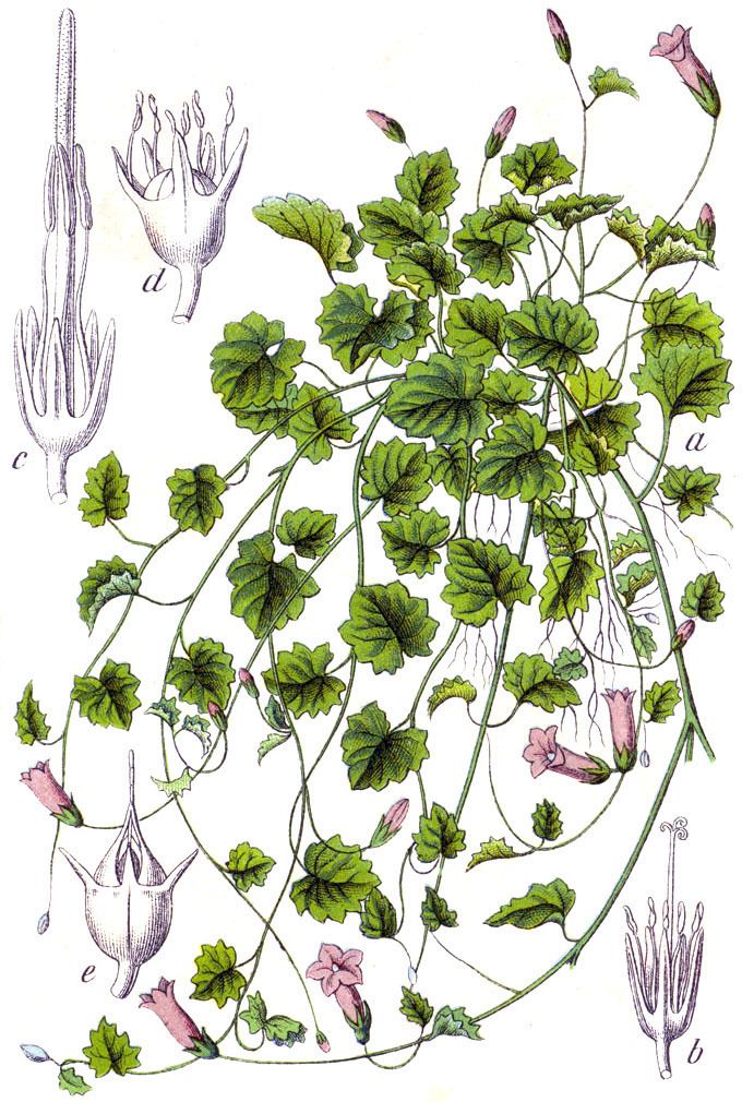 Wahlenbergia hederacea httpsuploadwikimediaorgwikipediacommonsdd