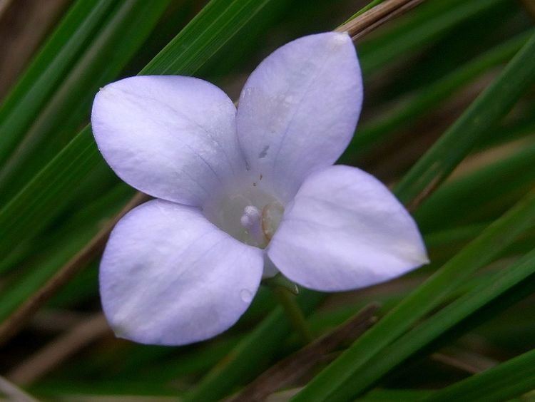 Wahlenbergia insulae-howei