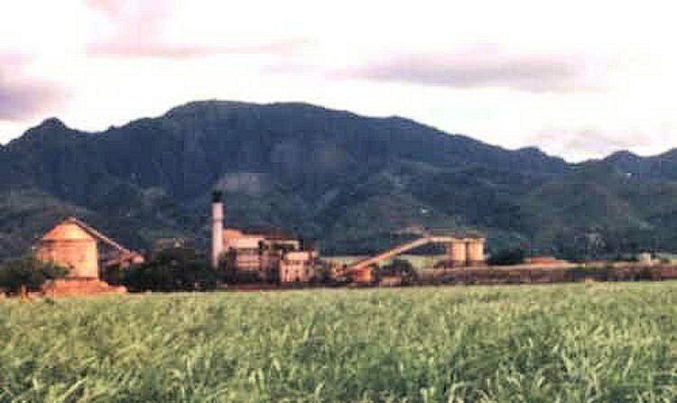 Waialua Sugar Mill SUGAR CANE