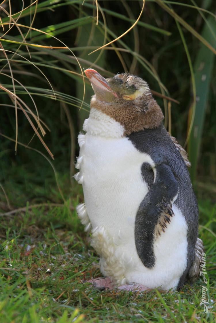 Waitaha penguin Yelloweyed penguin New Zealand Birds Online