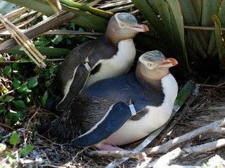Waitaha penguin Unknown extinct yelloweyed penguin identified in NZ MercoPress
