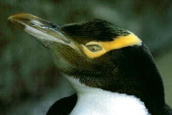 Waitaha penguin Cryptomundo New Penguin Discovered Its Been Extinct For 500 Years