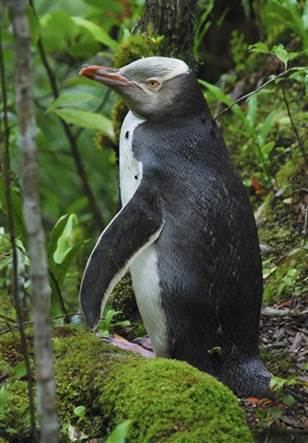 Waitaha penguin New penguin found 500 years after extinction Technology science