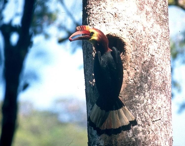 Walden's hornbill Hornbill Panay Philippines