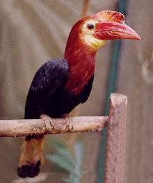 Walden's hornbill httpsuploadwikimediaorgwikipediacommonsthu
