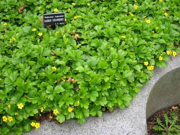 Waldsteinia FileWaldsteinia fragarioides in Mount Auburn CemeteryJPG