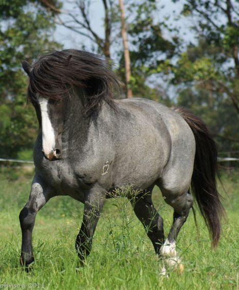 Waler horse 10 images about Waler Horse on Pinterest Studs Australia and Apps