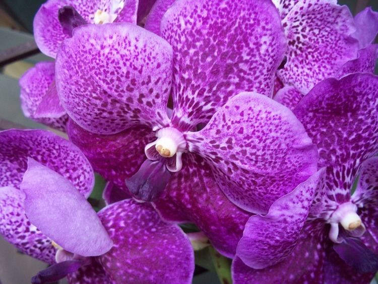 Waling-waling Walingwaling Orchids Mama Nenes Garden