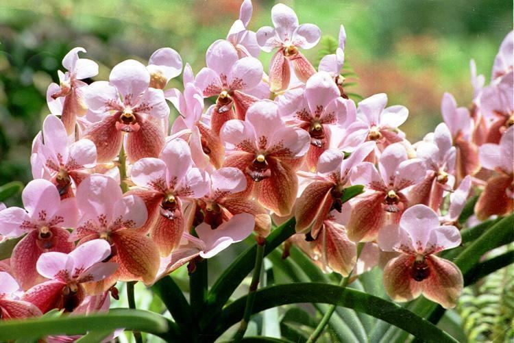 Waling-waling waling The Queen of Philippine Orchids