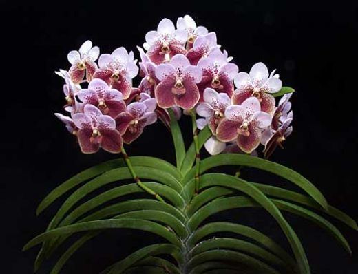 Waling-waling Walingwaling orchid Vanda Sanderiana New Philippines National