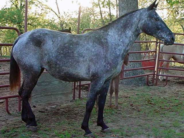 Walkaloosa 10 images about Tennessee Walkers and other gaited horses on