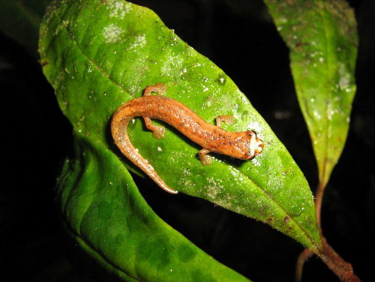 Walker's Salamander - Alchetron, The Free Social Encyclopedia