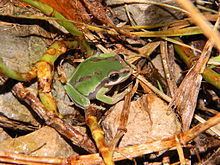 Walker's tree frog httpsuploadwikimediaorgwikipediacommonsthu