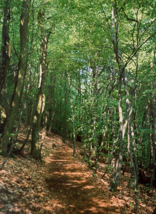Walking routes in the Palatine Forest