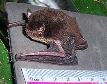 Wall-roosting mouse-eared bat httpsuploadwikimediaorgwikipediacommonsthu