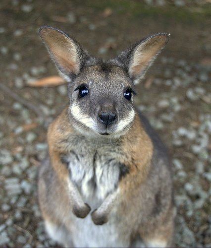 Wallaby Is it legal to own a wallaby as a pet in the US Quora