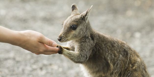 Wallaby Totally Adorable And Very Rare Wallaby Spotted In Hawaii The