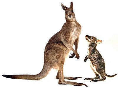 Wallaby Whats the difference between a wallaby and a kangaroo HowStuffWorks