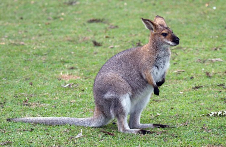 Wallaby Wallaby Facts History Useful Information and Amazing Pictures