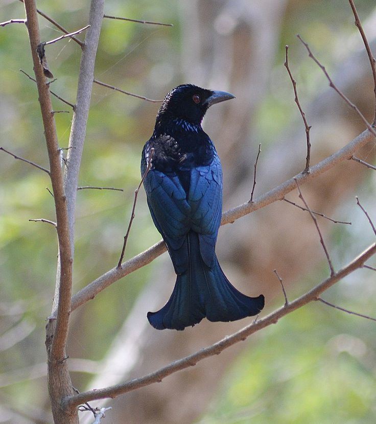 Wallacean drongo 17 images about Drongos on Pinterest Madagascar Passerine and Komodo