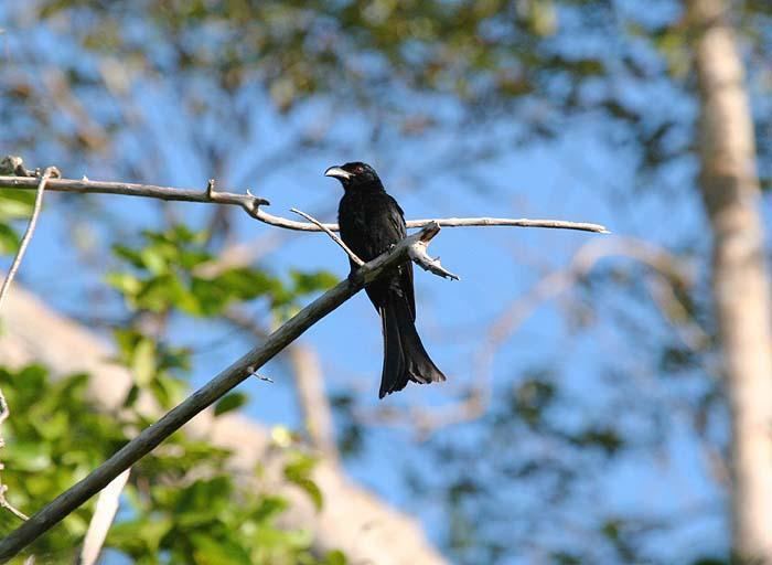 Wallacean drongo Wallacean Drongo Dicrurus densus videos photos and sound