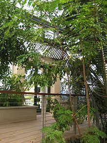 Wallaceodendron httpsuploadwikimediaorgwikipediacommonsthu