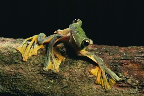 Wallace's flying frog frogs the best frogs blog