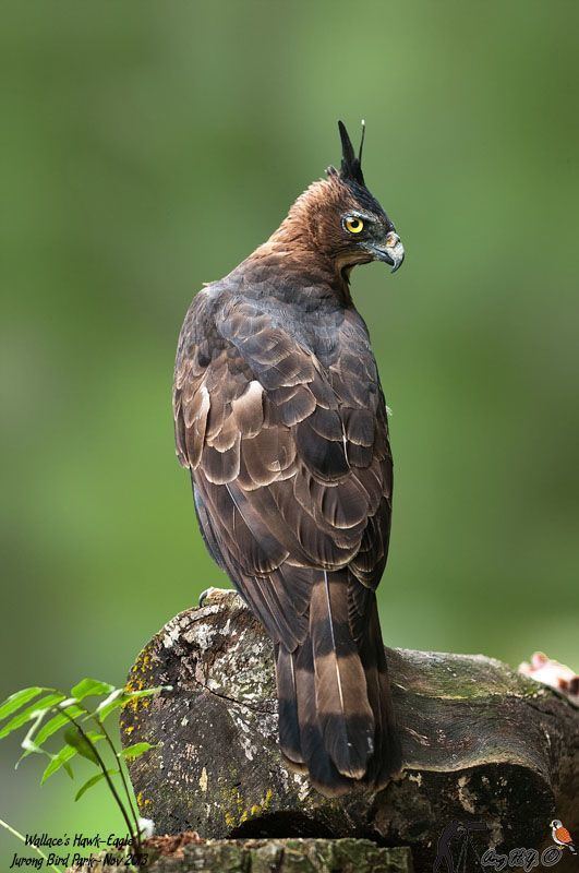Wallace's hawk-eagle The Wallaces HawkEagleNisaetus nanus earlier under the genus