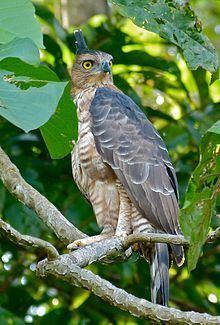 Wallace's hawk-eagle httpsuploadwikimediaorgwikipediacommonsthu