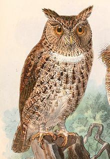 Wallace's scops owl httpsuploadwikimediaorgwikipediacommonsthu
