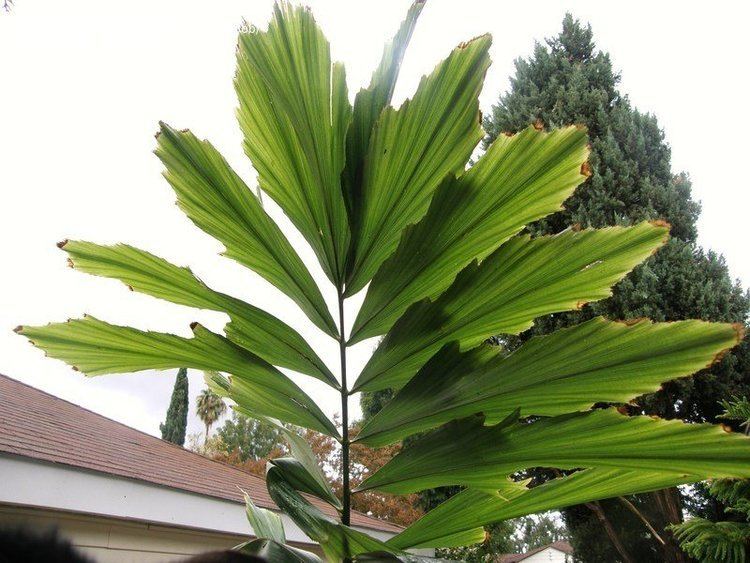Wallichia PlantFiles Pictures Distichous Fishtail Palm Wallich Palm