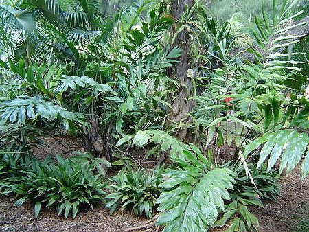 Wallichia Wallichia densiflora Palmpedia Palm Growers Guide