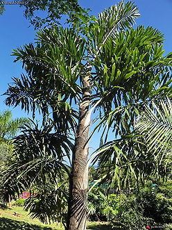 Wallichia Wallichia disticha Palmpedia Palm Growers Guide