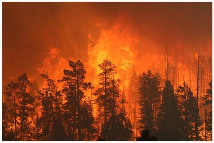 Wallow Fire How Fuel Treatments Saved Homes from the Wallow Fire