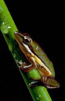 Wallum sedge frog httpsuploadwikimediaorgwikipediacommonsthu