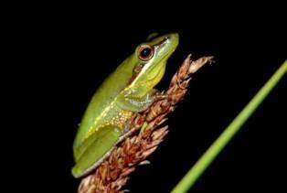 Wallum sedge frog Wallum sedgefrog Department of Environment and Heritage Protection