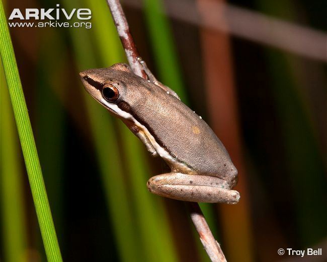 Wallum sedge frog Wallum sedgefrog photo Litoria olongburensis G84404 ARKive