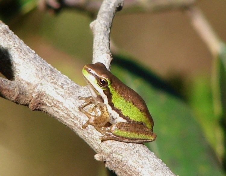 Wallum sedge frog Olongburra Frog Litoria olongburensis SPORTSMAN CREEK