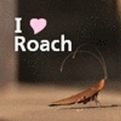 Wally Roach Wally Roach WallyRoach Twitter